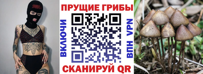 Галлюциногенные грибы прущие грибы  Купить где  Советский 